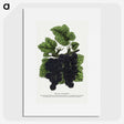 2-17_Botanical-Specimen-Plates_picture