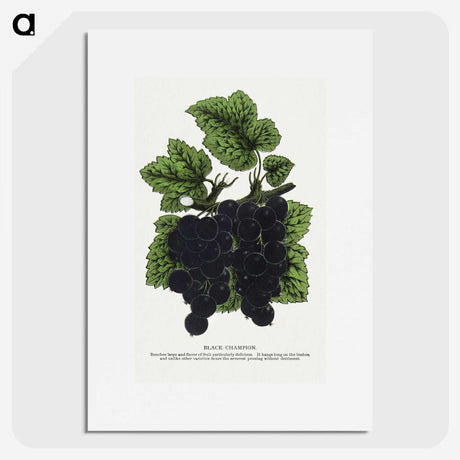 2-17_Botanical-Specimen-Plates_picture