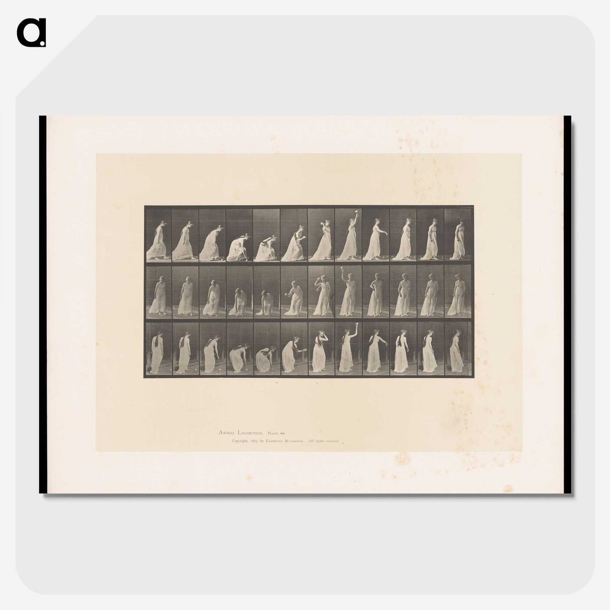 2-17_Eadweard-Muybridge_picture-crop