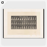 2-17_Eadweard-Muybridge_picture-crop