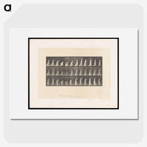 2-17_Eadweard-Muybridge_picture