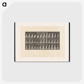 2-17_Eadweard-Muybridge_postcard