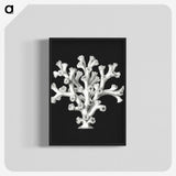 2-17_Ernst-Haeckel_blk-crop