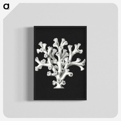 2-17_Ernst-Haeckel_blk-crop