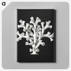 2-17_Ernst-Haeckel_canvas