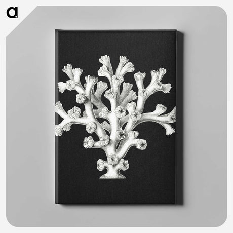 2-17_Ernst-Haeckel_canvas
