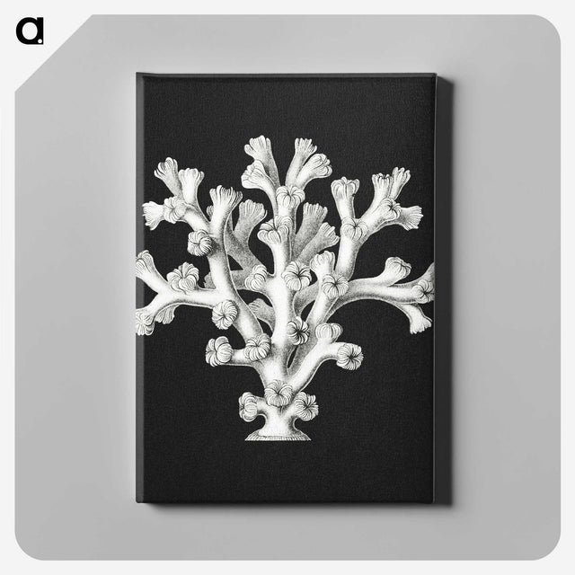 2-17_Ernst-Haeckel_canvas