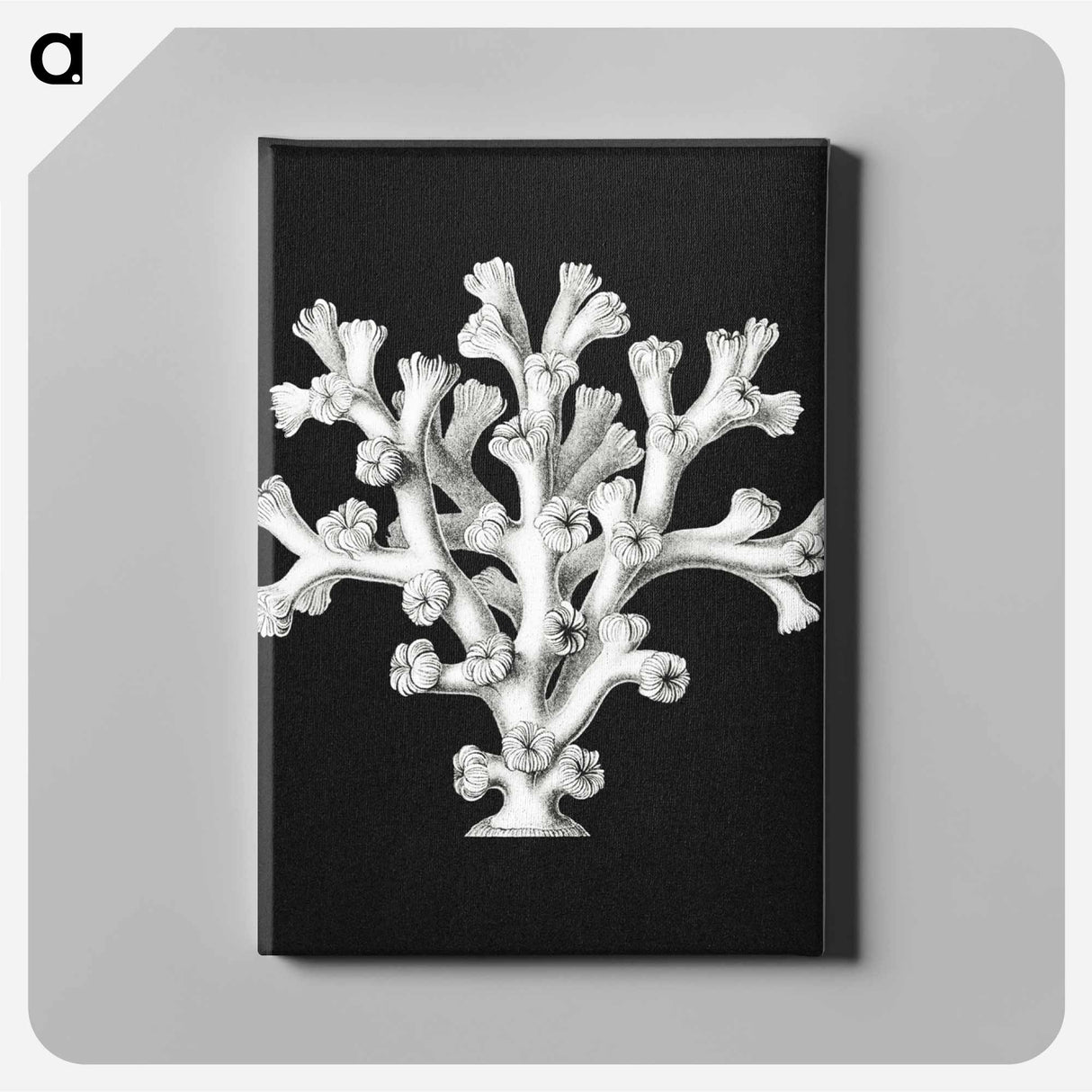 Vintage coral marine life illustration - エルンスト ヘッケル Canvas.