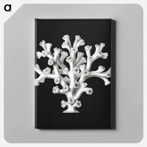 アートパネル-Vintage coral marine life illustration - エルンスト ヘッケル Canvas.