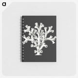 2-17_Ernst-Haeckel_memo