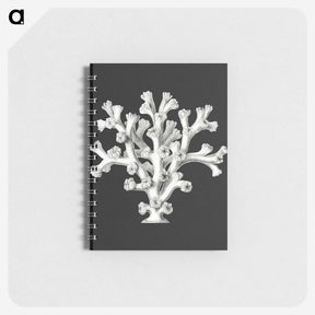 2-17_Ernst-Haeckel_memo