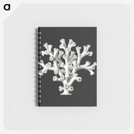 2-17_Ernst-Haeckel_memo
