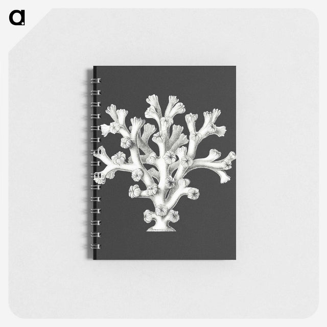 2-17_Ernst-Haeckel_memo