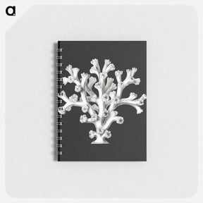 アートメモ帳-Vintage coral marine life illustration - エルンスト ヘッケル Memo.