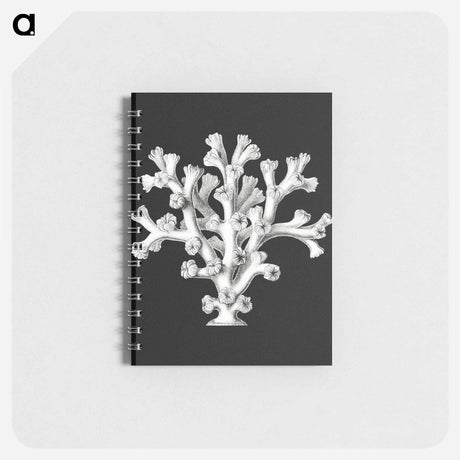 アートメモ帳-Vintage coral marine life illustration - エルンスト ヘッケル Memo.