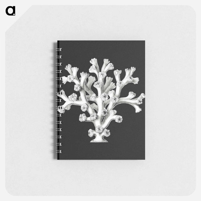 アートメモ帳-Vintage coral marine life illustration - エルンスト ヘッケル Memo.