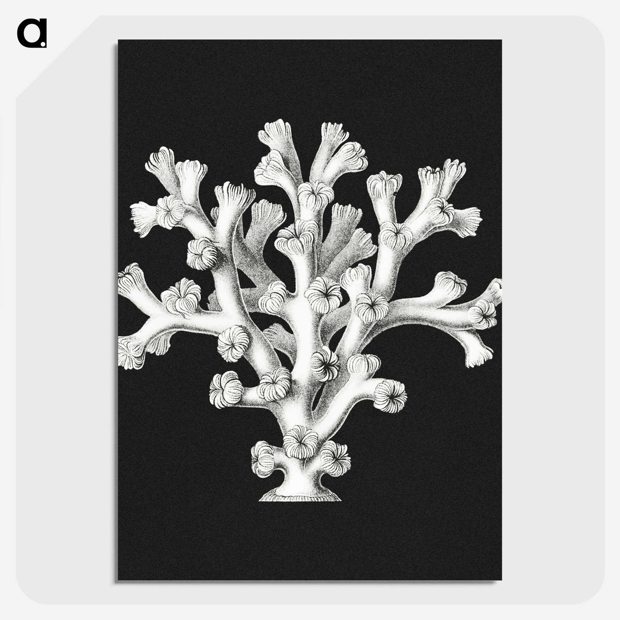 2-17_Ernst-Haeckel_picture-crop