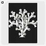 2-17_Ernst-Haeckel_picture-crop