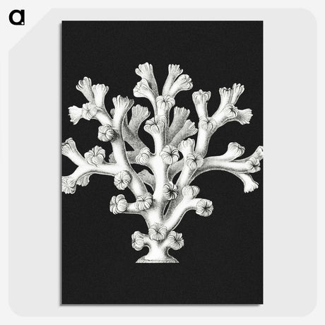 2-17_Ernst-Haeckel_picture-crop