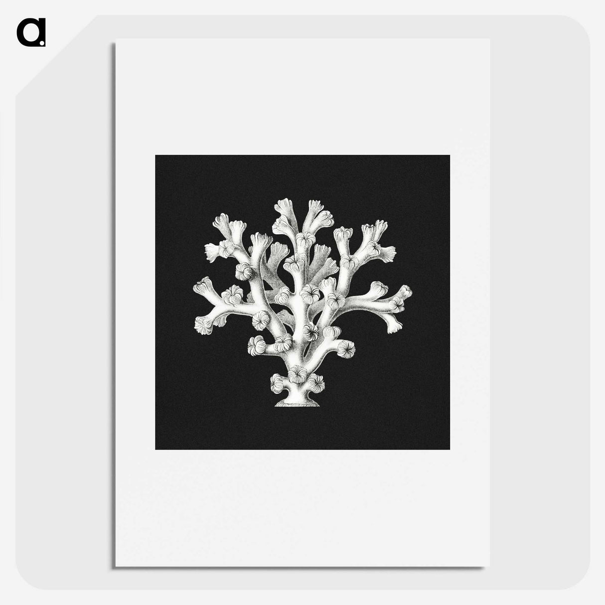 2-17_Ernst-Haeckel_picture