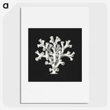 2-17_Ernst-Haeckel_picture