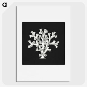 2-17_Ernst-Haeckel_picture