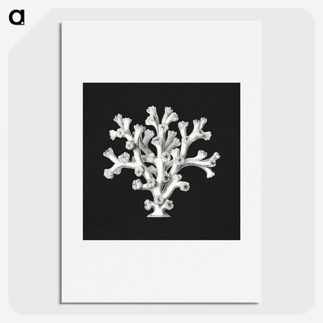 2-17_Ernst-Haeckel_picture