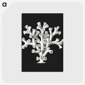 2-17_Ernst-Haeckel_postcard