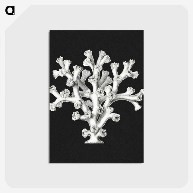 2-17_Ernst-Haeckel_postcard