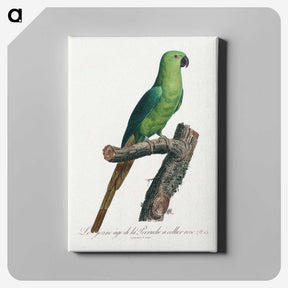 2-17_Francois-Levaillant_canvas