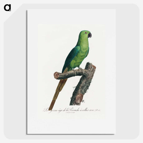 2-17_Francois-Levaillant_picture