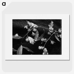 2-17_Frederick-Charles-Brockett_picture