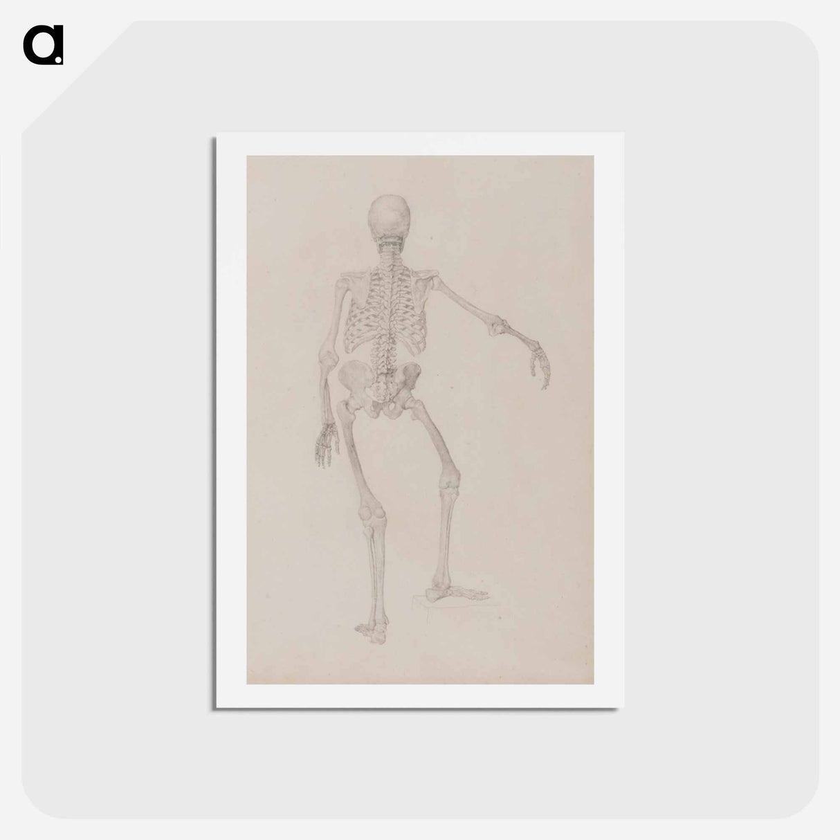 アートポストカード-Human Skeleton, Posterior View
 - ジョージ スタッブス Postcard.