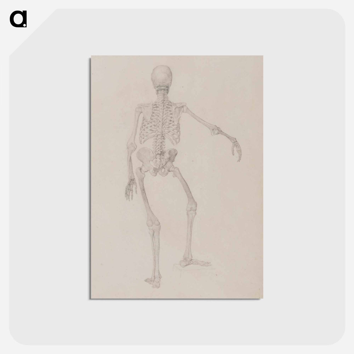 アートポストカード-Human Skeleton, Posterior View
 - ジョージ スタッブス Postcard.