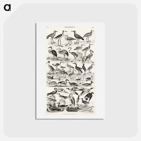 アートポストカード-Ornithology
 - ゴールドスミスの生き生きとした自然 Postcard.