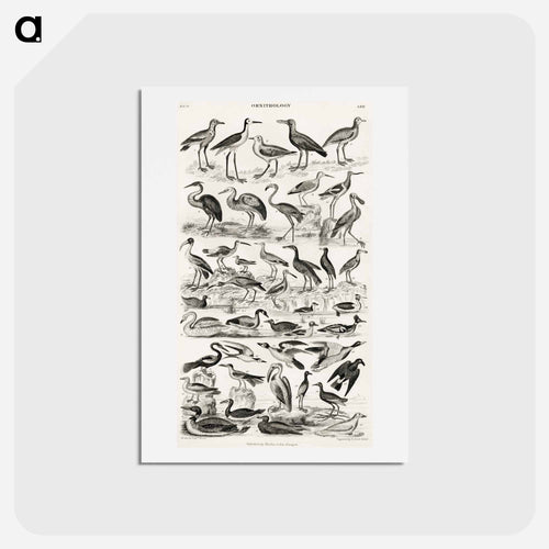 Ornithology
 - ゴールドスミスの生き生きとした自然 Postcard.