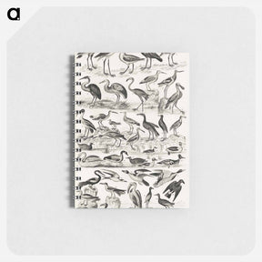 アートメモ帳-Ornithology
 - ゴールドスミスの生き生きとした自然 Memo.