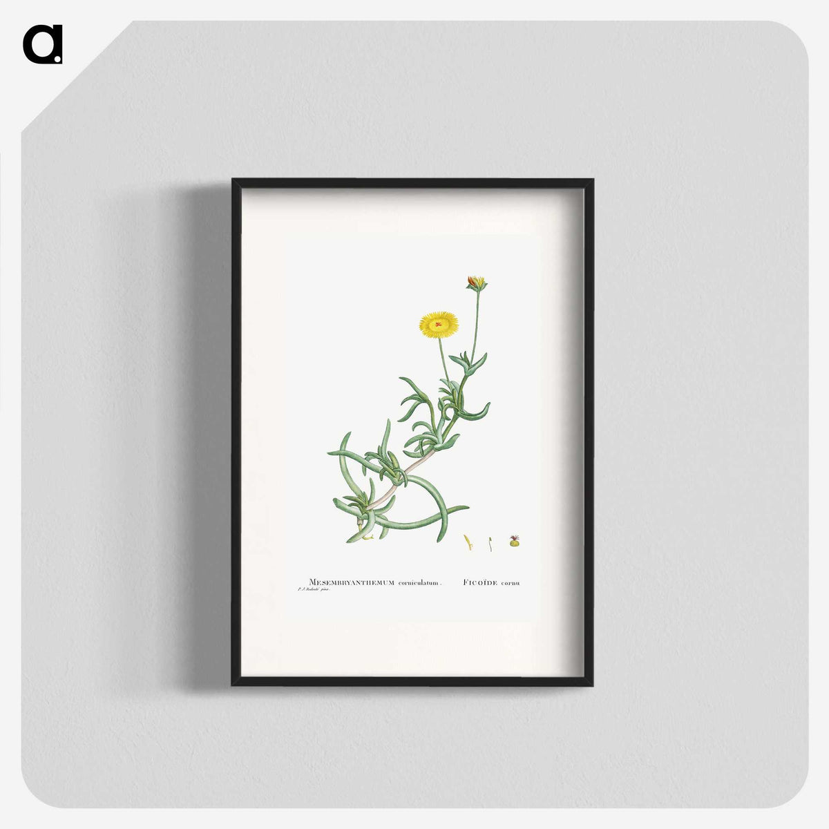 2-17_Histoire-des-Plantes-Grasses_blk