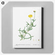 2-17_Histoire-des-Plantes-Grasses_canvas