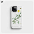 2-17_Histoire-des-Plantes-Grasses_phone