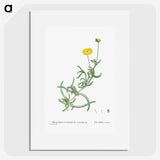2-17_Histoire-des-Plantes-Grasses_picture