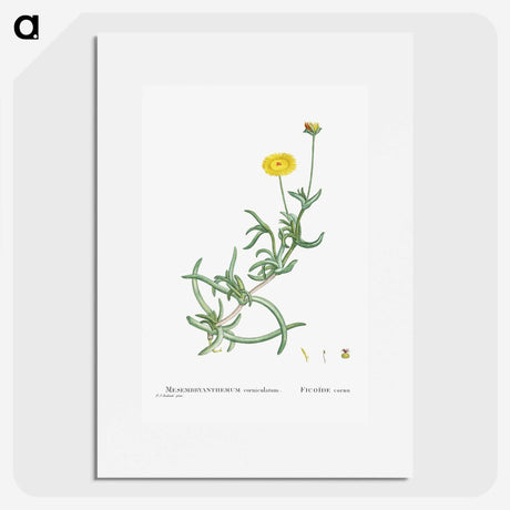 2-17_Histoire-des-Plantes-Grasses_picture