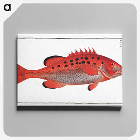 2-17_Ichtyologie-ou-Histoire-naturelle_canvas