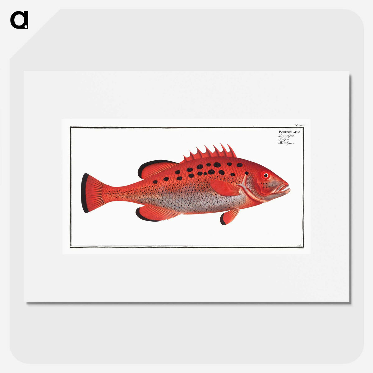 2-17_Ichtyologie-ou-Histoire-naturelle_picture