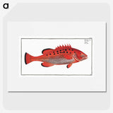2-17_Ichtyologie-ou-Histoire-naturelle_picture