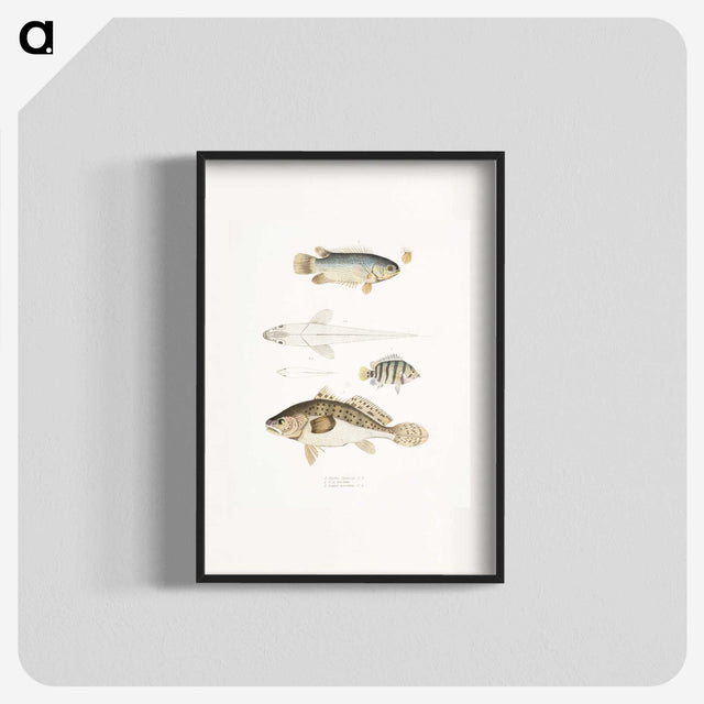 2-17_Indian-Zoology_blk
