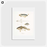2-17_Indian-Zoology_hagaki