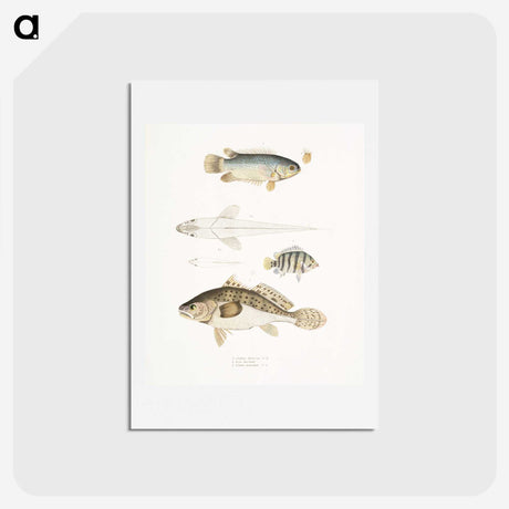 2-17_Indian-Zoology_hagaki