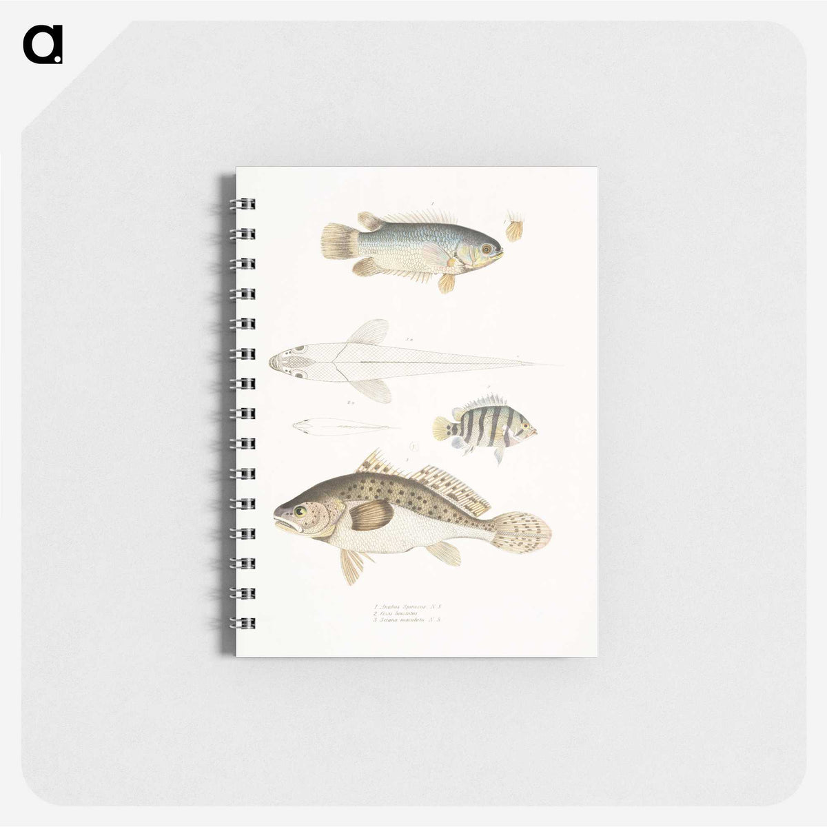 2-17_Indian-Zoology_memo