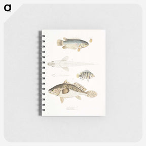 2-17_Indian-Zoology_memo